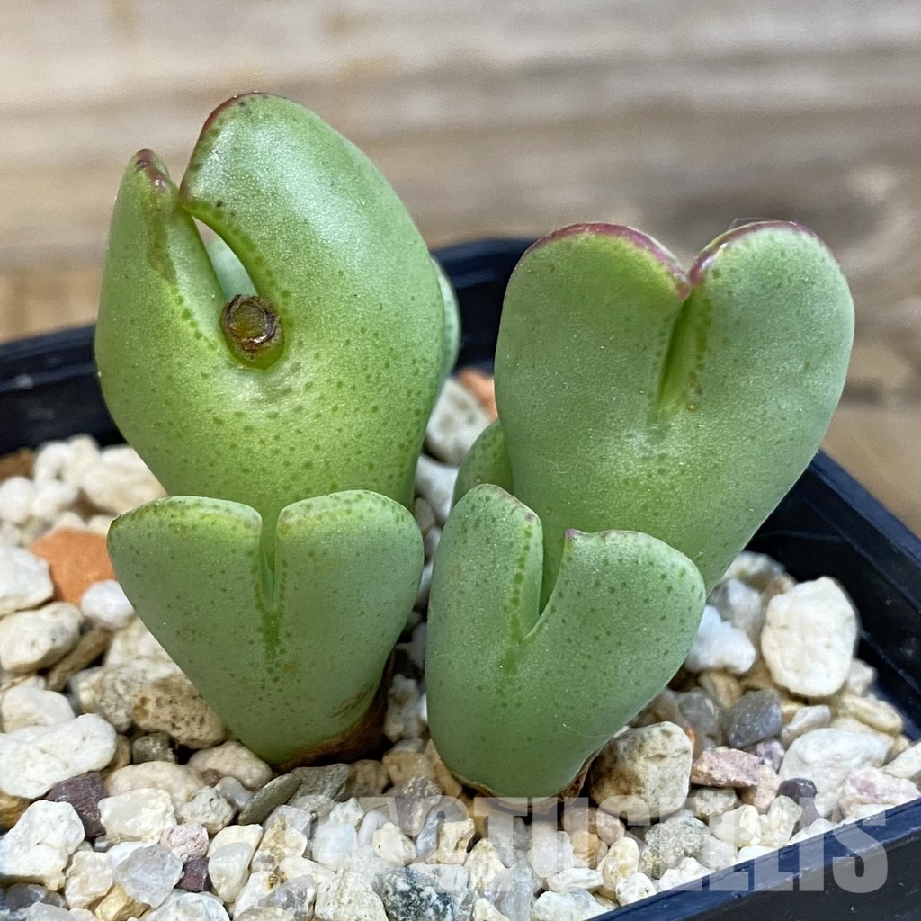 SH33189 Conophytum bilobum