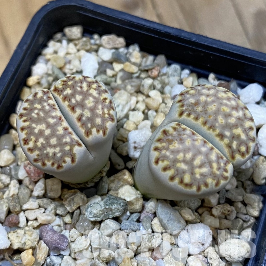 SH33193 Lithops julii v. fulleri