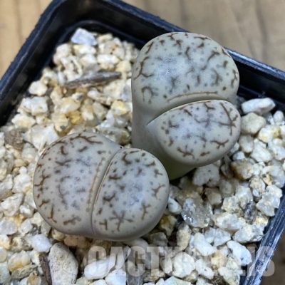 SH33194 Lithops pseudotruncatella