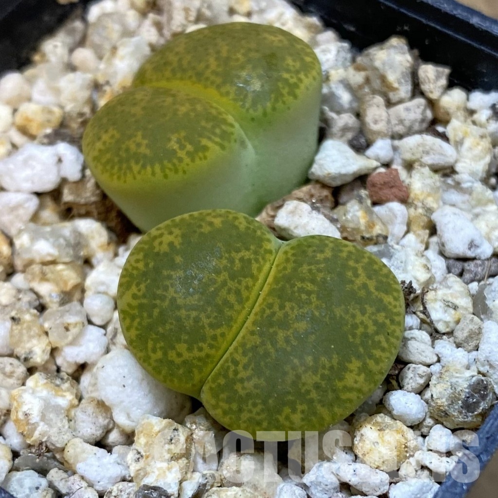 SH33197 Lithops lesliei v. albinica