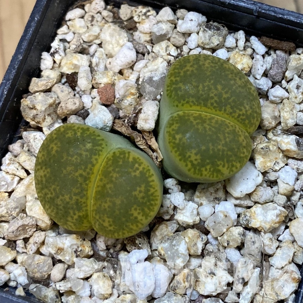 SH33197 Lithops lesliei v. albinica - Image 2