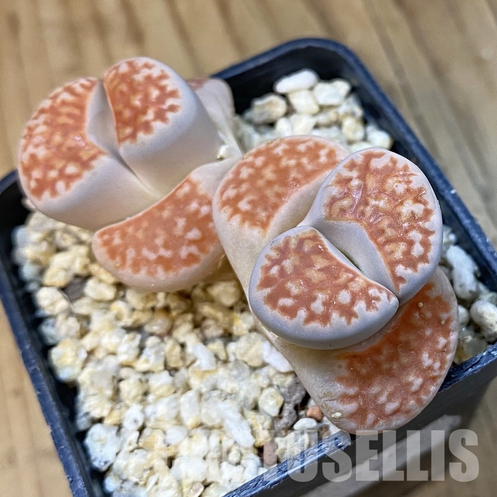 SH33198 Lithops karasmontana v. mickbergensis - Image 2