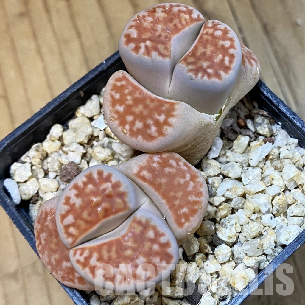 SH33198 Lithops karasmontana v. mickbergensis