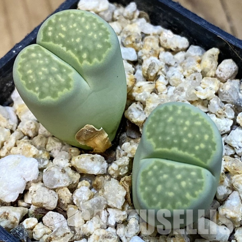 SH33199 Lithops salicola 'Malachite'