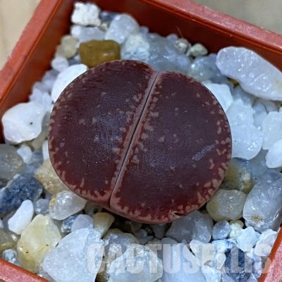 SH33144 Lithops aucampiae 'KO'