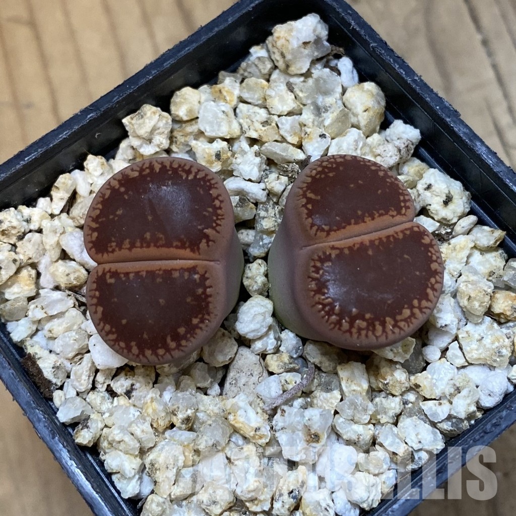 SH33204 Lithops aucampiae - Image 2
