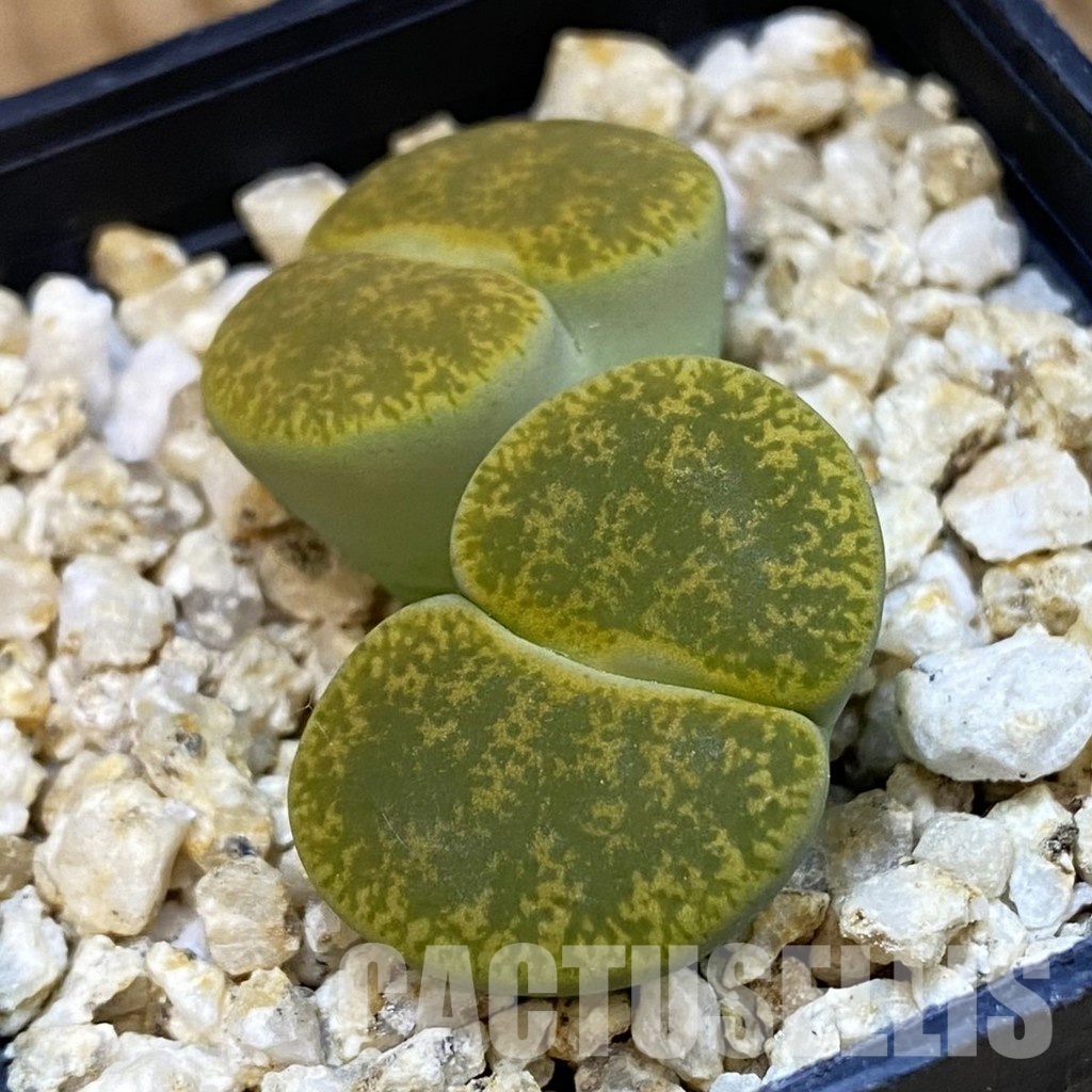 SH33205 Lithops lesliei v. albinica