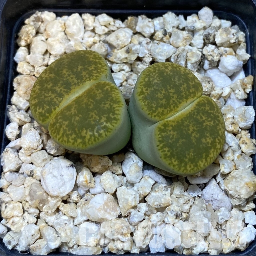 SH33205 Lithops lesliei v. albinica - Image 2