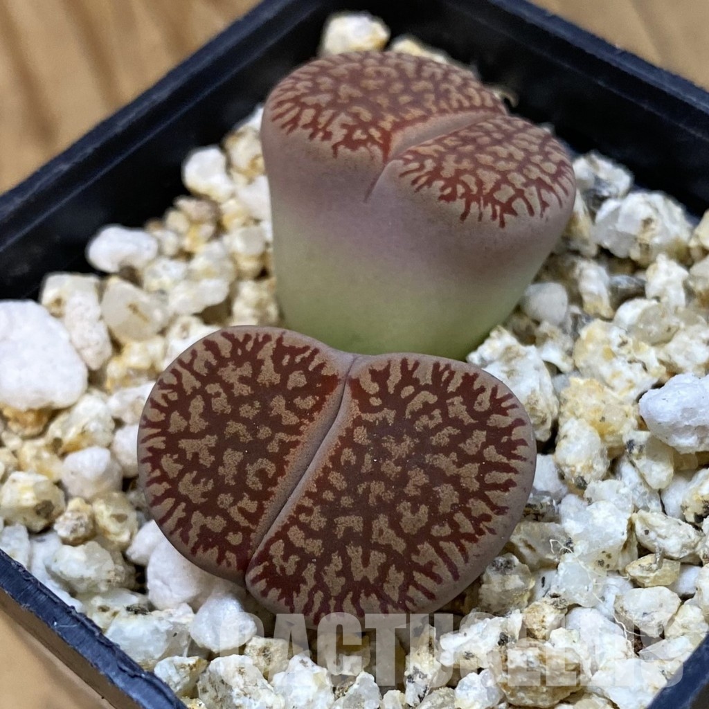 SH33206 Lithops aucampiae v. euniceae