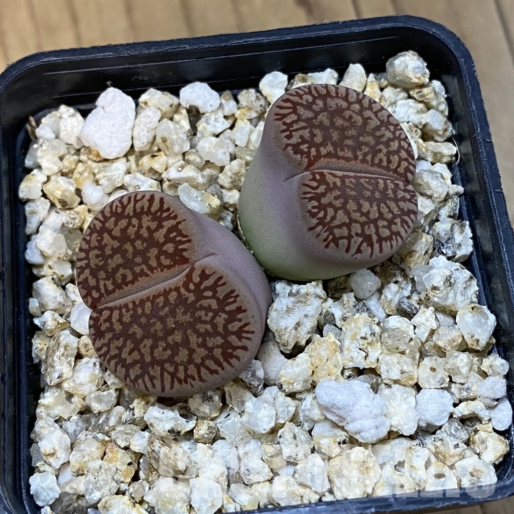 SH33206 Lithops aucampiae v. euniceae - Image 2