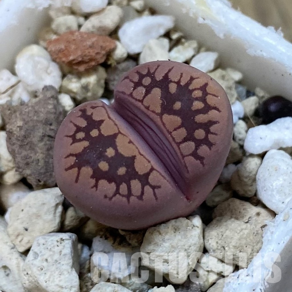 SH33208 Lithops otzeniana 'Cesky Granat'