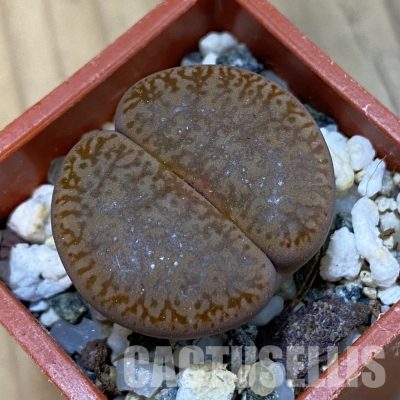 SH33209 Lithops pseudotruncatella v. alpina