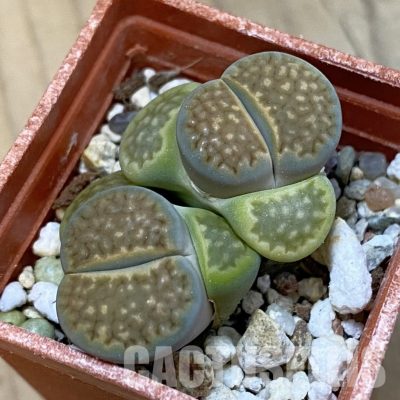 SH33211 Lithops hallii v. ochracea ‘Green Soapstone’