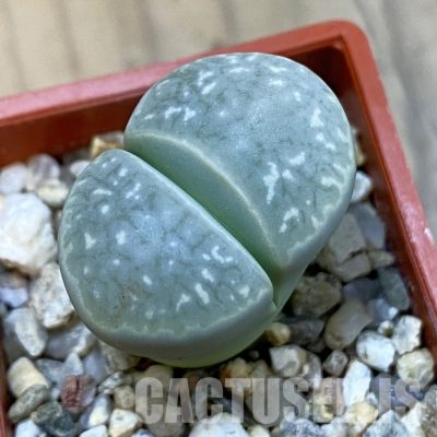 SH33217 Lithops marmorata