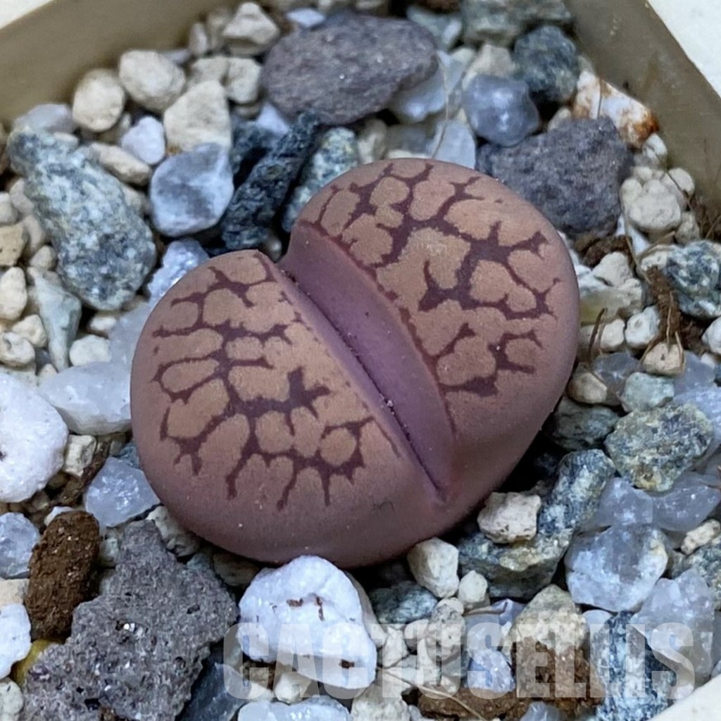SH33218 Lithops otzeniana ‘Cesky Granat’