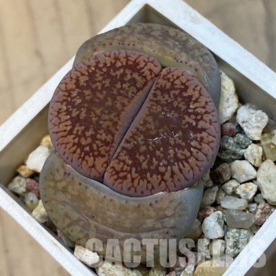 SH33219 Lithops aucampiae