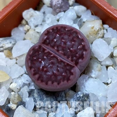 SH33148 Lithops salicola ‘Sato’s Violet’ hybrid