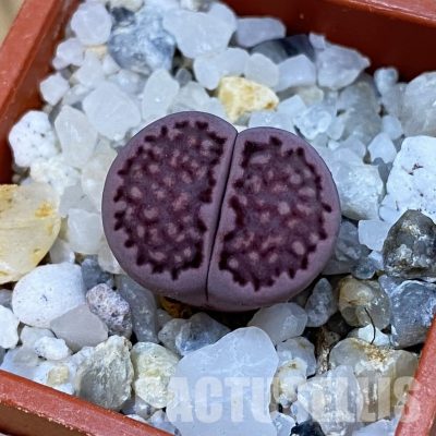 SH33149 Lithops salicola ‘Sato’s Violet’ hybrid