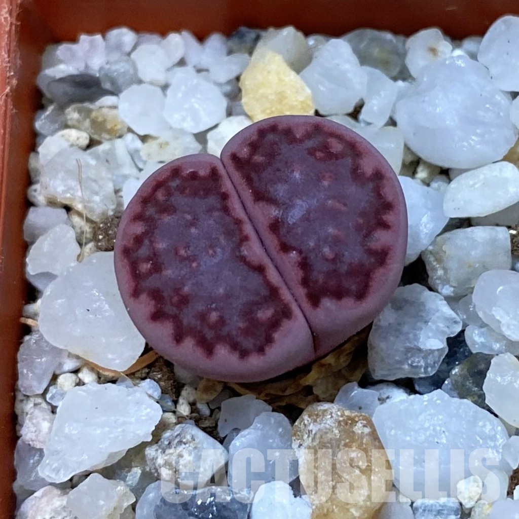 SH33151 Lithops salicola ‘Sato’s Violet’ hybrid