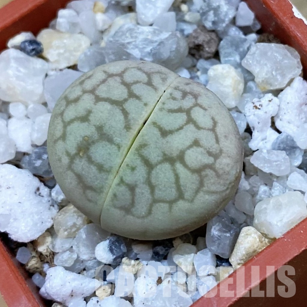 SH33153 Dinteranthus vanzylii 'Emerald'