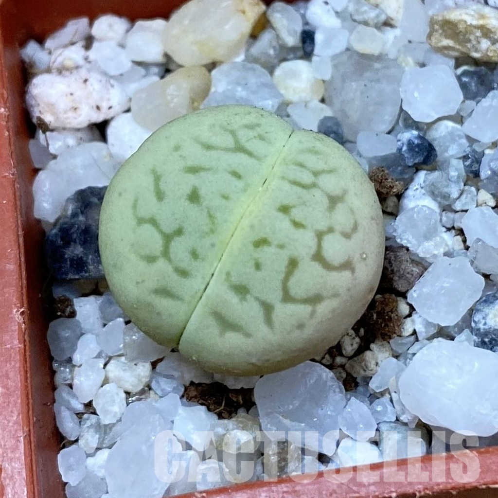 SH33154 Dinteranthus vanzylii 'Emerald'