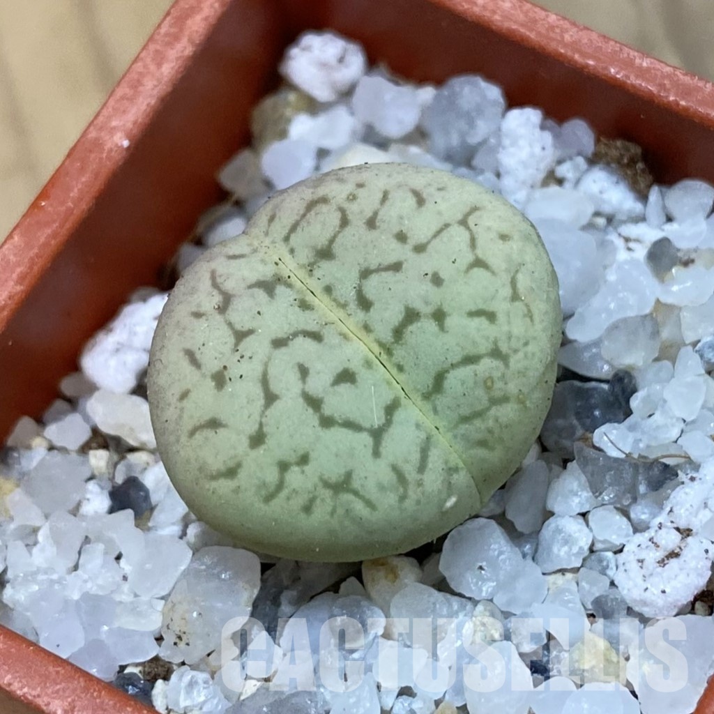 SH33155 Dinteranthus vanzylii 'Emerald'