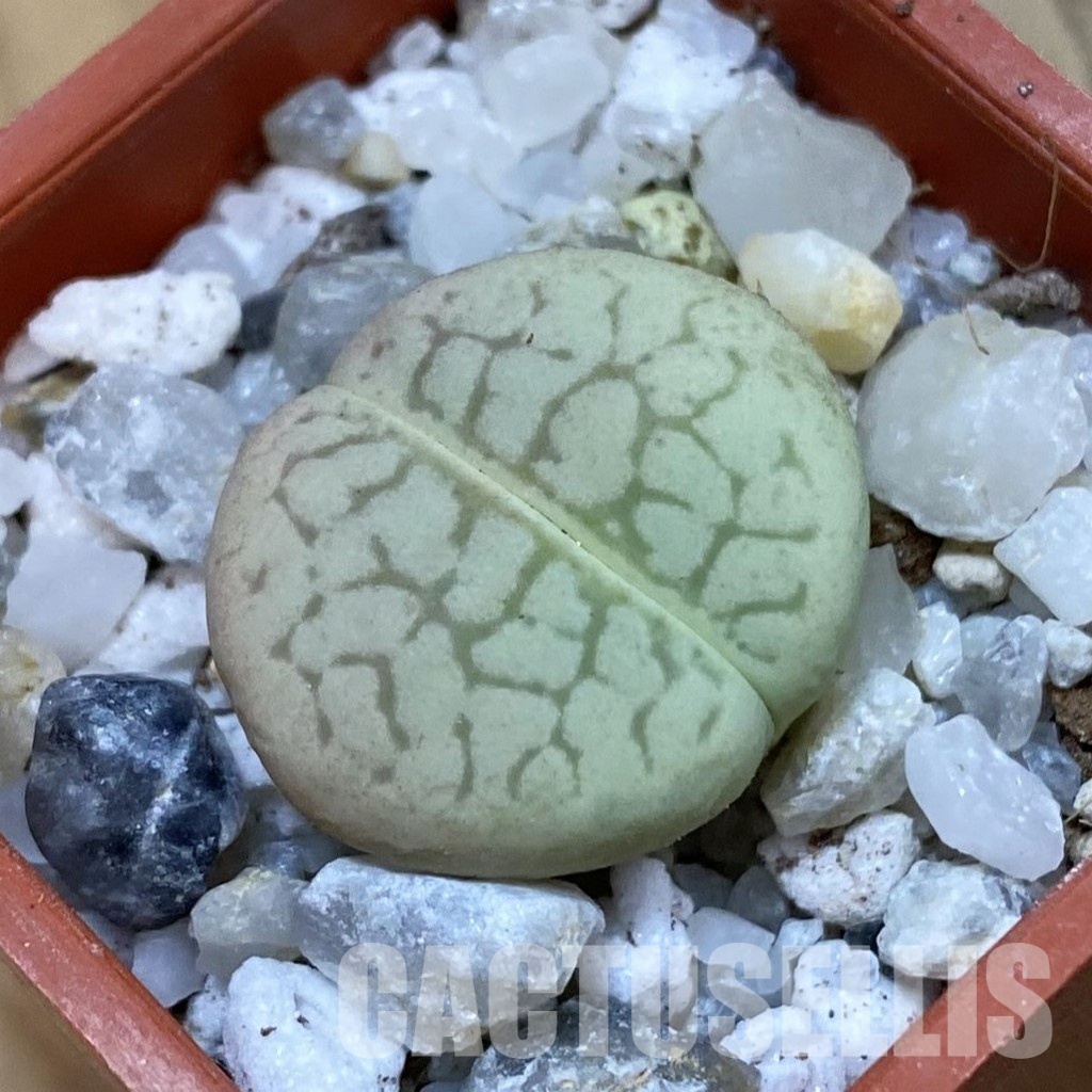 SH33156 Dinteranthus vanzylii 'Emerald'