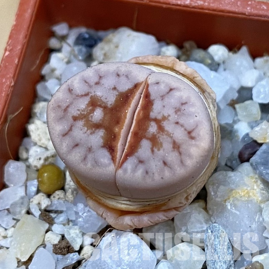 SH33159 Lithops julii ‘Hot Lips’