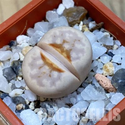 SH33160 Lithops julii ‘Hot Lips’