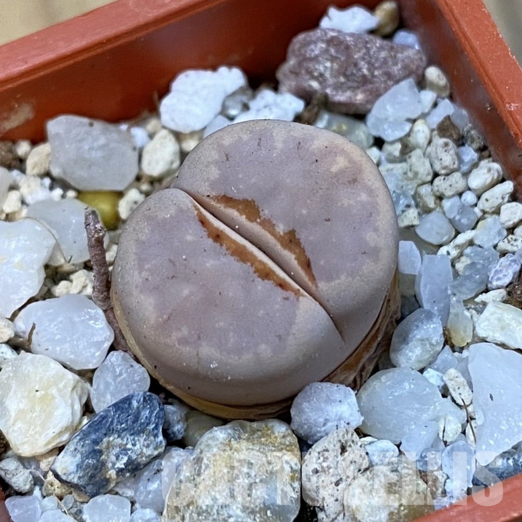 SH33161 Lithops julii ‘Hot Lips’