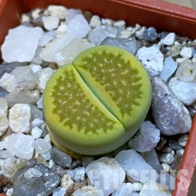 SH33162 Lithops hallii 'Green Soapstone'