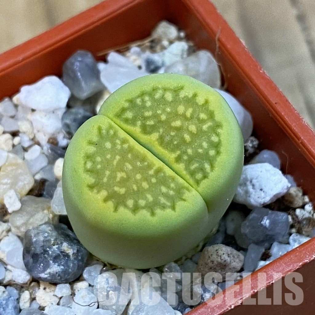 SH33164 Lithops hallii 'Green Soapstone'