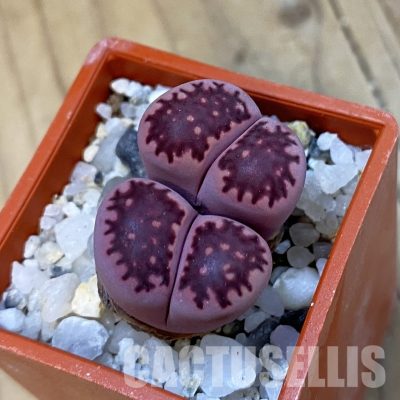 SH33167 Lithops salicola ‘Sato’s Violet’ hybrid