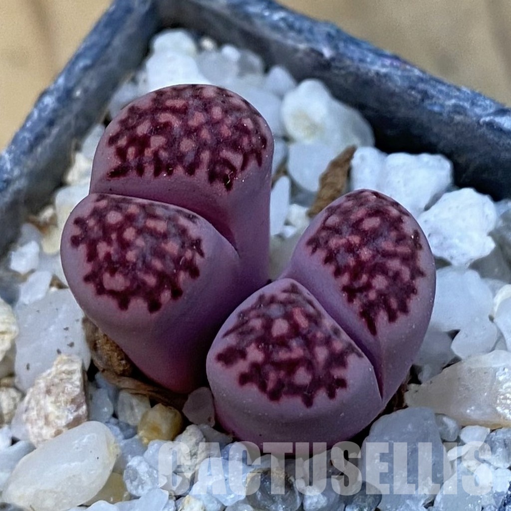 SH33168 Lithops salicola ‘Sato’s Violet’ hybrid