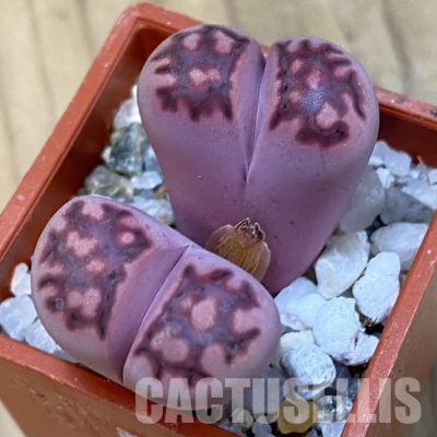 SH33171 Lithops salicola ‘Sato’s Violet’ hybrid