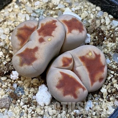 SH33172 Lithops karasmontana v. summitatum f. monstrosa
