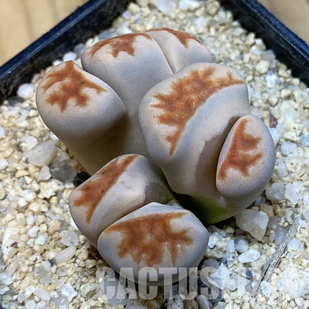 SH33173 Lithops karasmontana v. summitatum f. monstrosa - Image 2