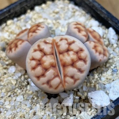 SH33175 Lithops karasmontana v. summitatum f. monstrosa