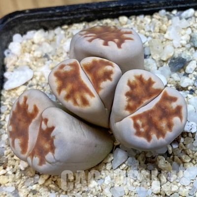 SH33176 Lithops karasmontana v. summitatum f. monstrosa