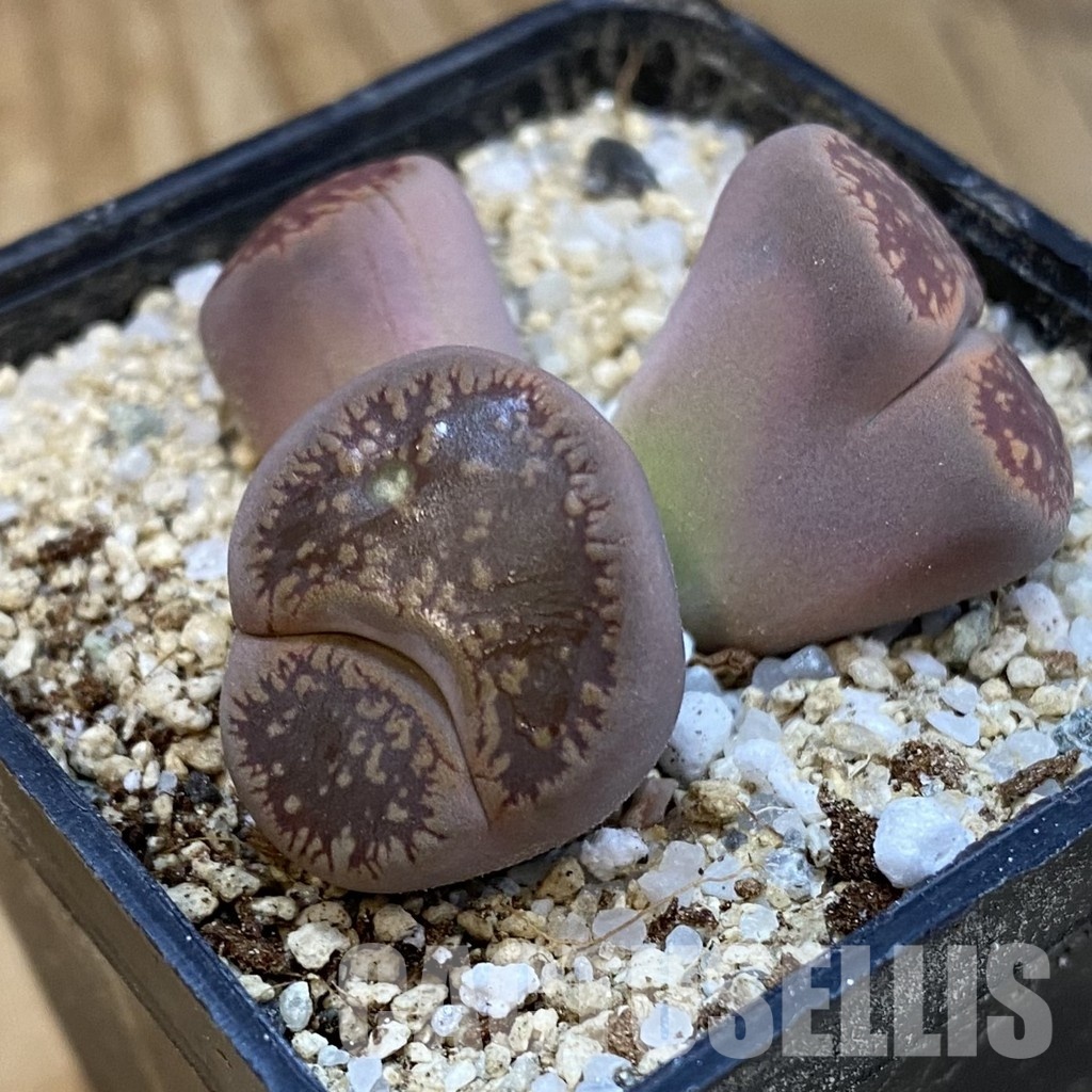 SH33178 Lithops aucampiae f. monstrosa - Image 2