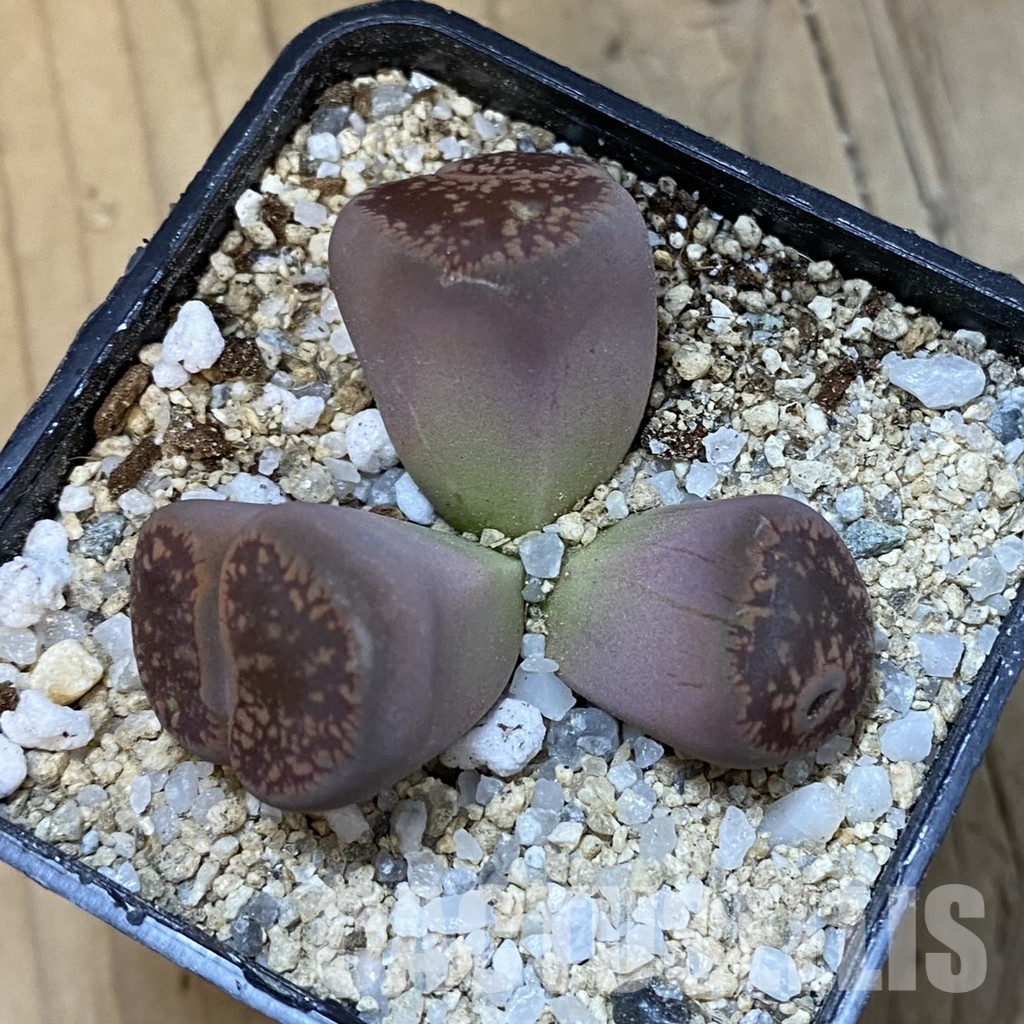 SH33178 Lithops aucampiae f. monstrosa - Image 3