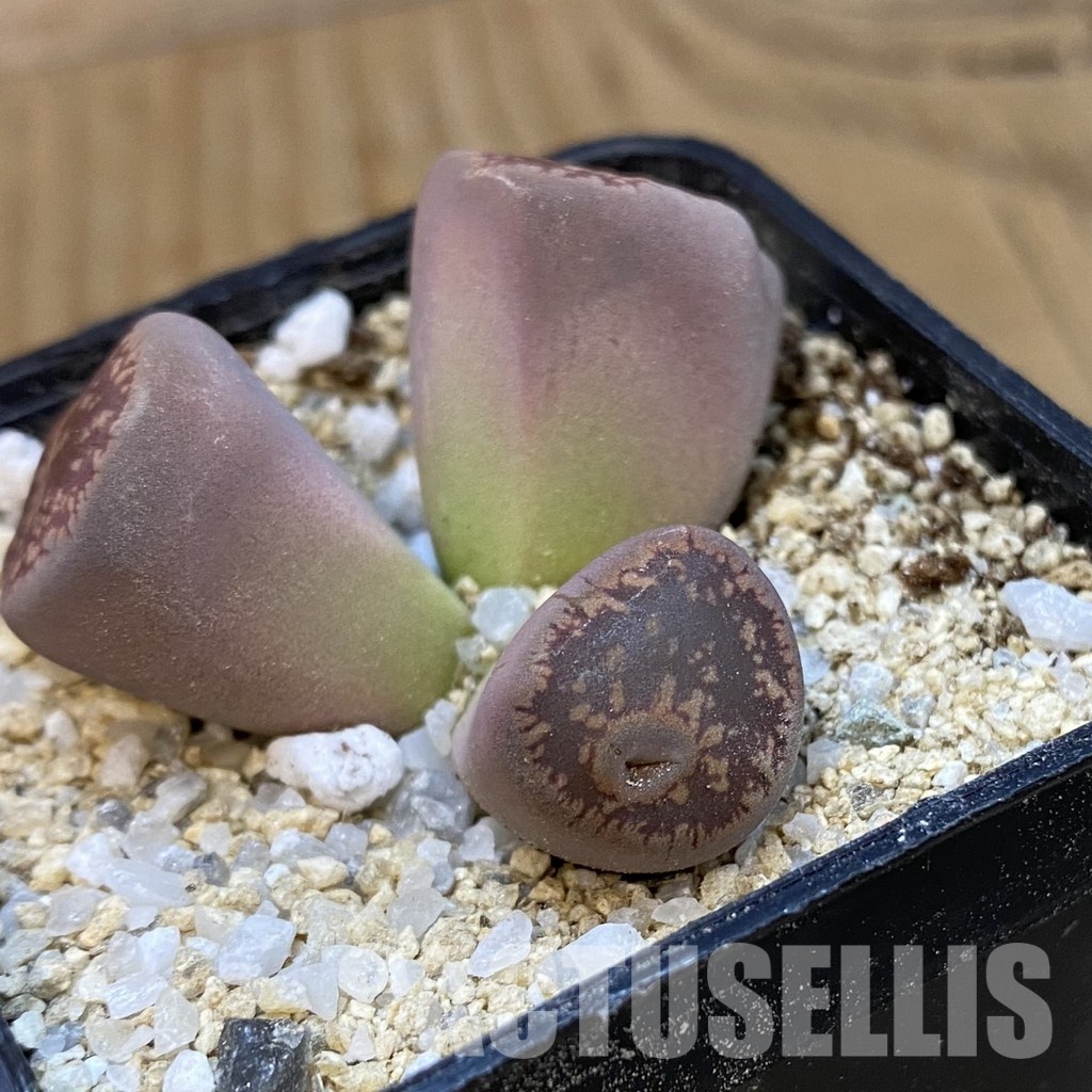 SH33178 Lithops aucampiae f. monstrosa - Image 4