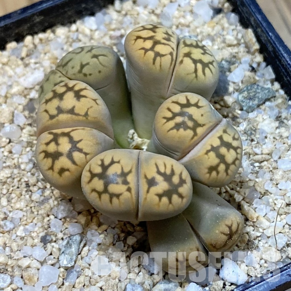 SH33180 Lithops bella f. monstrosa
