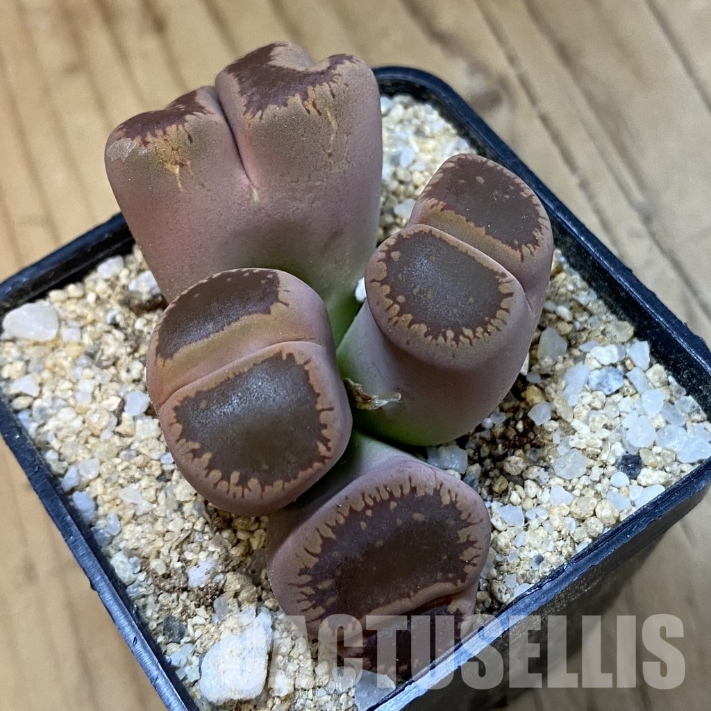 SH33181 Lithops aucampiae f. monstrosa - Image 2