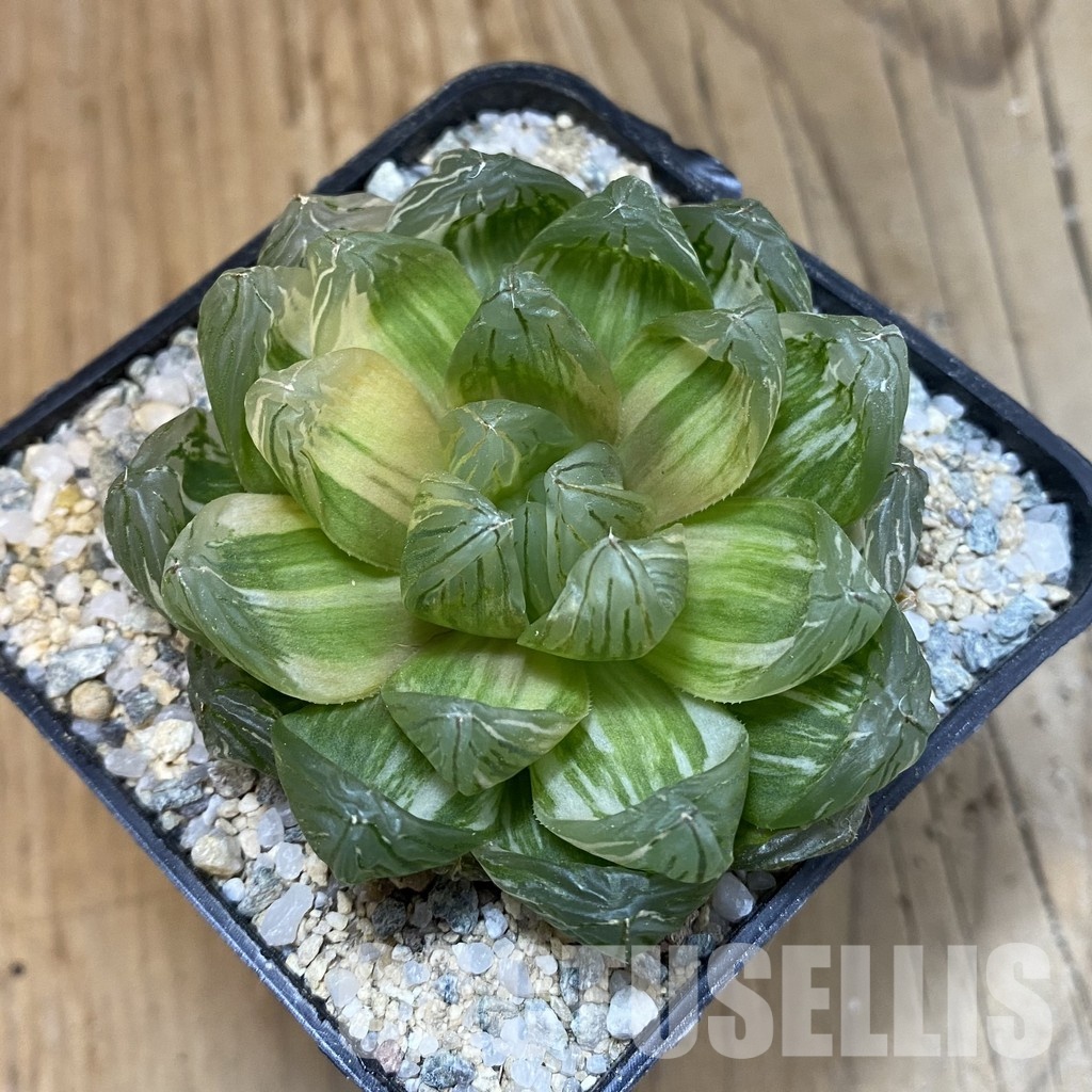 SH33224 Haworthia obtusa f. variegata - Image 2