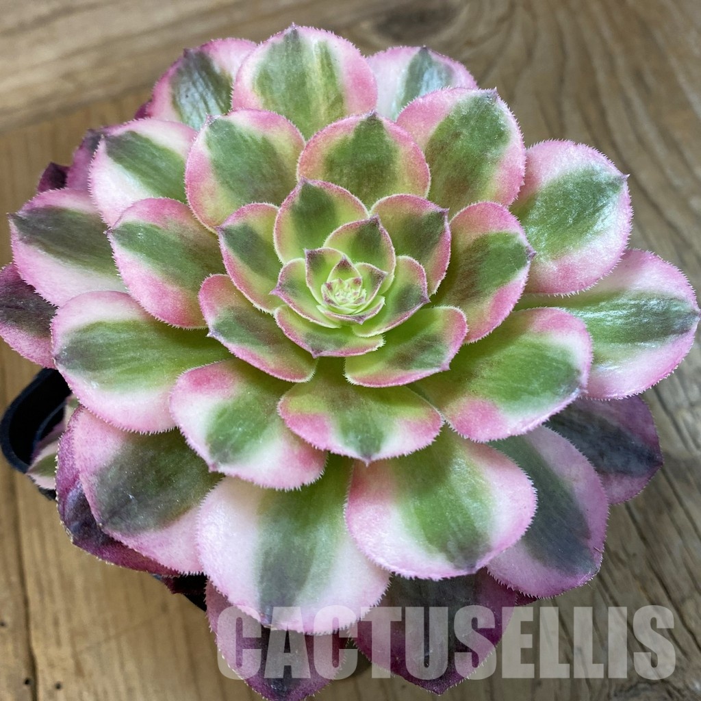 SH33252 Aeonium 'Blushing Beauty'