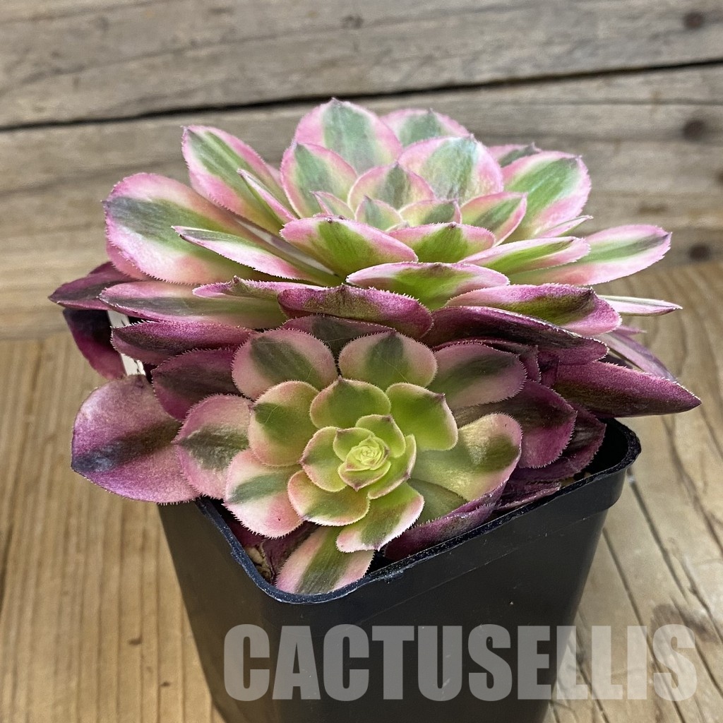 SH33252 Aeonium 'Blushing Beauty' - Image 2