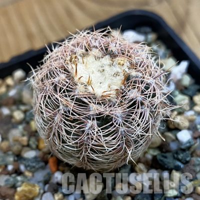 SH33253 Gymnocalycium bruchii