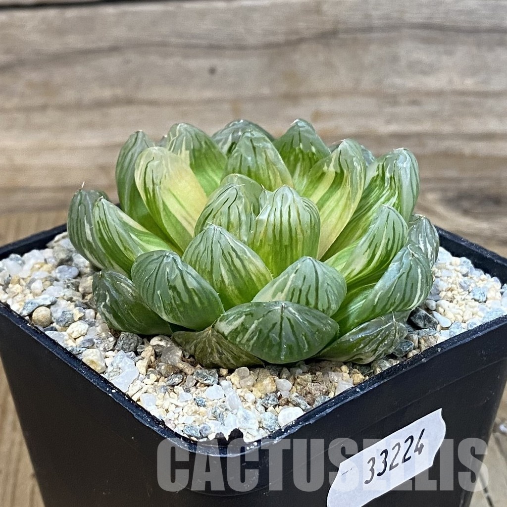SH33224 Haworthia obtusa f. variegata - Image 3