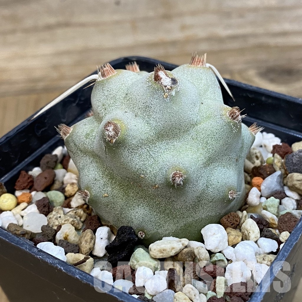 SH33254 Tephrocactus articulatus - Image 2